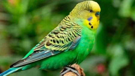 Names for budgies girls