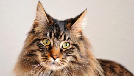 The history of the origin of the Maine Coon breed