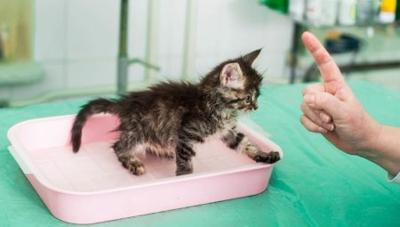 How to quickly train a kitten to use a litter box?