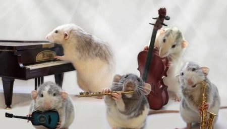 How to train rats?