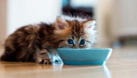 Comment et quoi nourrir le chat ?