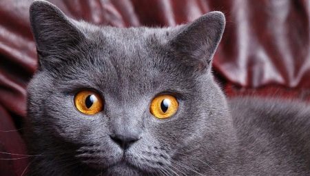 What to call a gray British female cat?