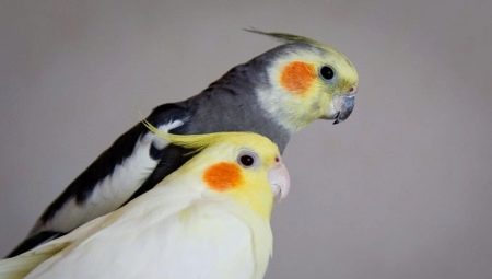 How to determine the sex of a cockatiel?