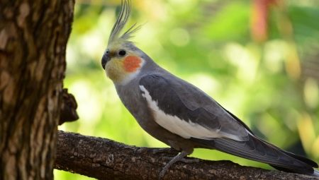 How to determine the age of a cockatiel parrot?
