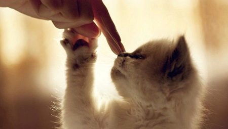 How to wean a cat from cat food?