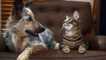 How to make friends with a dog in an apartment?