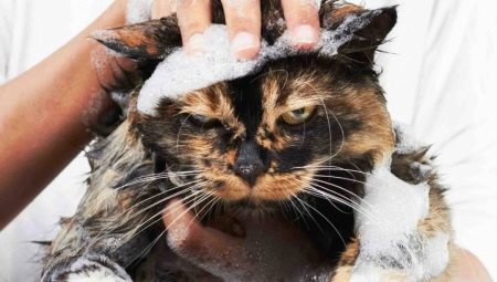 How to wash a cat if he is afraid of water and scratches?