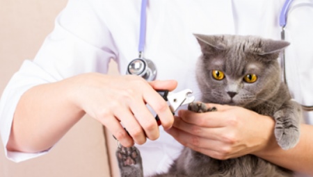 How to cut the claws of a cat and a cat with a nail clipper?