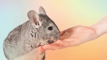 How to tame a chinchilla to your hands?