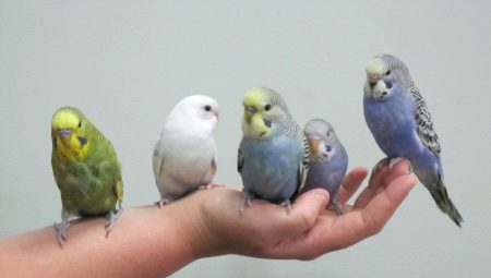 Comment apprivoiser une perruche à vos mains ?