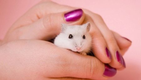 How to hand train a hamster?
