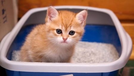 How to train a kitten to use the litter box?