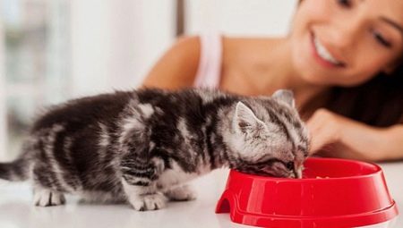 How to train a kitten to dry food?