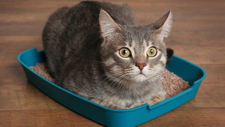 Comment apprendre à un chat adulte à utiliser la litière ?