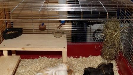 Comment faire une cage à cochon d'Inde de ses propres mains?