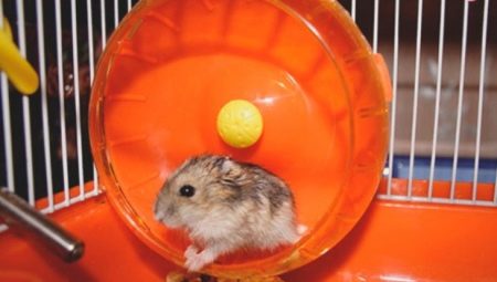 How to make a DIY hamster wheel?