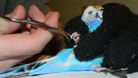 How to cut the claws of a budgerigar?