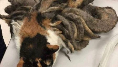 How to remove tangles from a cat at home?