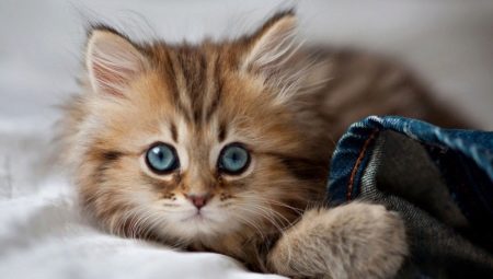 How to choose a name for a female cat?