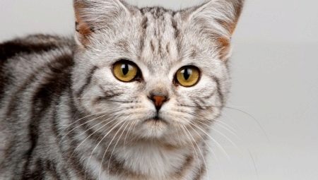How to choose nicknames for male cats?