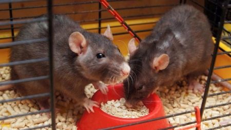 How to choose food for fancy rats?