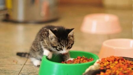Comment choisir la nourriture pour chatons de moins d'un an ?