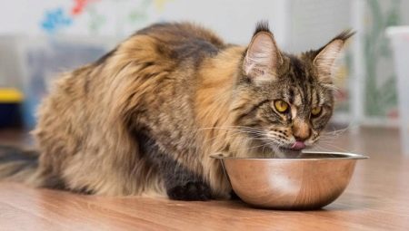 Comment choisir la nourriture pour le Maine Coon ?