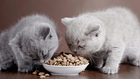 Comment choisir des croquettes premium pour chats ?