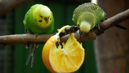 What fruits can budgies be given?