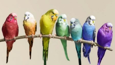 Quel perroquet vaut-il mieux avoir dans l'appartement ?