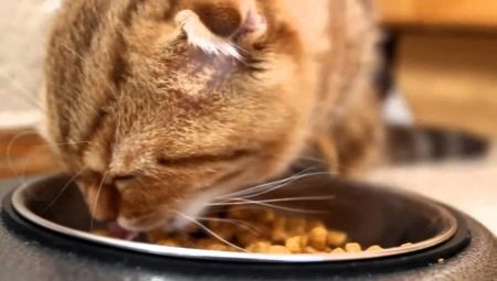 Canadian cat food: features and manufacturer rating
