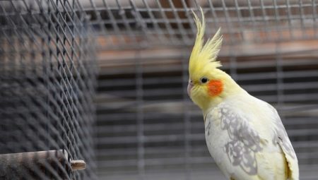 Cages for cockatiels: design, arrangement, installation and care