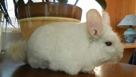 Chinchilla cages: types, features of choice and arrangement