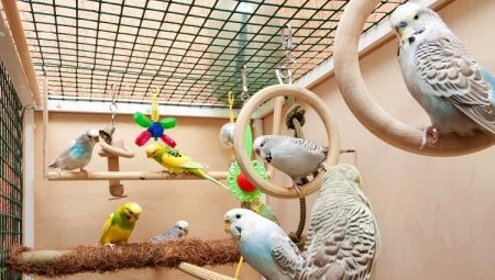 Budgerigar cages: selection, arrangement, installation and care