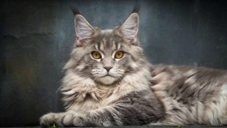 Nicknames for Maine Coons: how to name a boy?