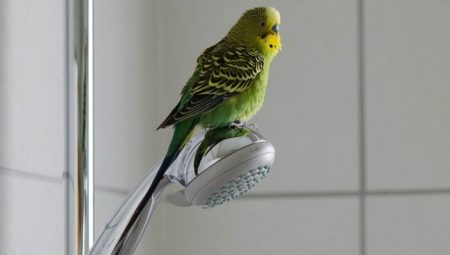 When can a parrot be released from its cage after purchase?