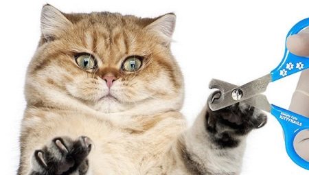 Nail clippers for cats: types, features of choice and operation
