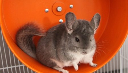 Chinchilla wheel