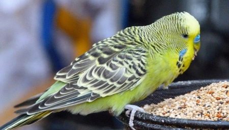Budgerigar food