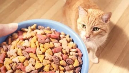 Premium cat food: ingredients, brands, choices