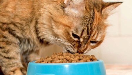 Nourriture pour chatons premium : composition, fabricants, conseils de choix