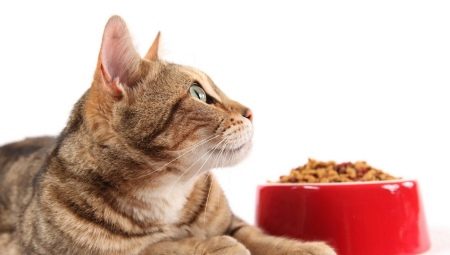 Holistic-class food for cats: rating of producers and selection rules