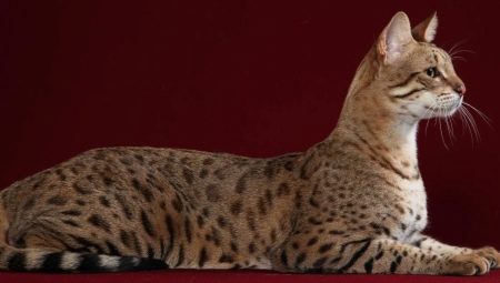 Usher's cat: features and rules of keeping