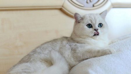 Silver chinchilla cat: description and rules of keeping