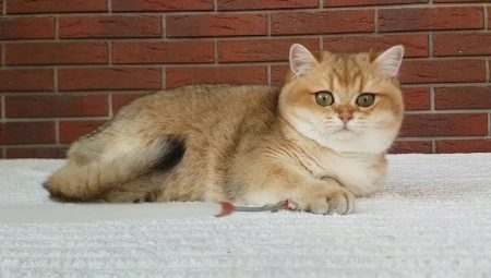Golden chinchilla cat: characteristics, selection and conditions of detention