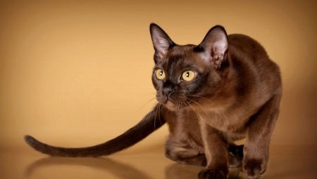 American Burmese cats: description and care features