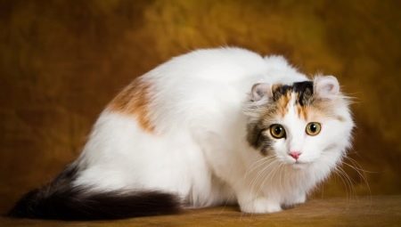Γάτες American Curl: χαρακτηριστικά, κανόνες σίτισης και συντήρησης