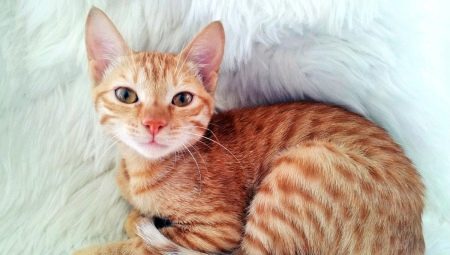 Arabian Mau cats: description and care features