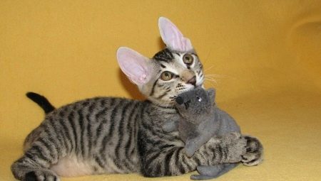 Chats Sphynx avec de la laine : sont-ils là, comment s'appellent-ils et pourquoi cela se produit-il ?