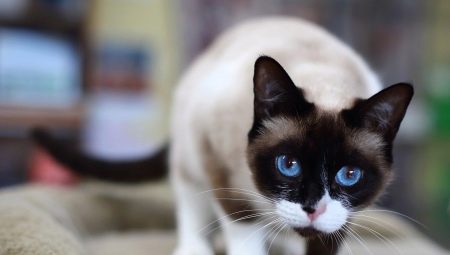 스노우 슈 고양이 : 설명, 색상 변형 및 콘텐츠 기능